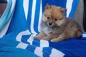 Name Pomeranian Dog Annabelle