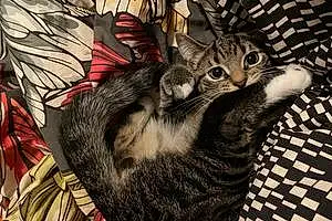 Name American Shorthair Cat Jinxy