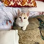 Cat, Comfort, Carnivore, Felidae, Whiskers, Fawn, Small To Medium-sized Cats, Tail, Linens, Wood, Domestic Short-haired Cat, Furry friends, Paw, Pattern, Sitting