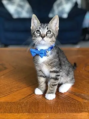 Name Tabby Cat Dwight