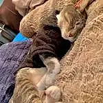 Cat, Comfort, Felidae, Carnivore, Small To Medium-sized Cats, Grey, Whiskers, Fawn, Snout, Wood, Tail, Furry friends, Domestic Short-haired Cat, Linens, Paw, Claw, Nap, Foot, Terrestrial Animal, Sleep