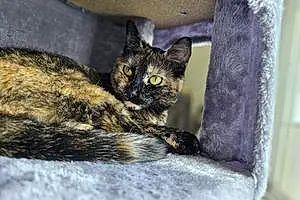 Name American Shorthair Cat Jupiter