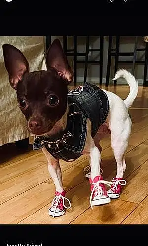 Name Chihuahua Dog Jojo