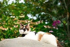 Name Snowshoe Cat Dolcé