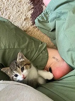 Name Cat Kitten