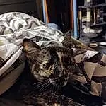 Cat, Felidae, Comfort, Carnivore, Small To Medium-sized Cats, Whiskers, Snout, Tree, Domestic Short-haired Cat, Furry friends, Linens, Tail, Plant, Paw, Claw, Nap, Paper, Sitting, Room, Paper Product