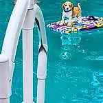 Water, Dog, Green, Azure, Swimming Pool, Carnivore, Aqua, Leisure, Fun, Companion dog, Recreation, Ball, Electric Blue, Dog breed, Happy, Vacation, Plastic, Bathing, Personal Protective Equipment, Leisure Centre
