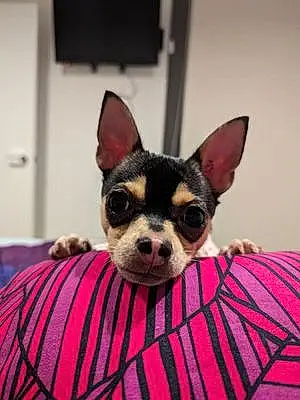 Name Chihuahua Dog Chucky