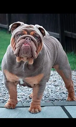 Name Bulldog Dog Bowie