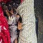 Dog, Dog breed, Carnivore, Companion dog, Fawn, Dog Supply, Toy Dog, Snout, Working Animal, Furry friends, Canidae, Pinscher, Pattern, Comfort, Chihuahua, Pražský Krysařík, Guard Dog, Montenegrin Mountain Hound, Working Dog