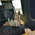 Dog, Comfort, Dog breed, Carnivore, Collar, Vehicle, Window, Fawn, Companion dog, Plant, Dog Supply, Vehicle Door, Snout, Dog Collar, Car Seat, Canidae, Sitting, Toy Dog, Auto Part