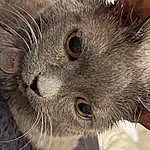 Cat, Felidae, Carnivore, Whiskers, Iris, Small To Medium-sized Cats, Grey, Russian blue, Snout, Terrestrial Animal, Close-up, Furry friends, Domestic Short-haired Cat