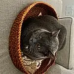 Cat, Felidae, Carnivore, Small To Medium-sized Cats, Grey, Whiskers, Snout, Cat Supply, Comfort, Domestic Short-haired Cat, Furry friends, Cat Bed, Pet Supply, Cat Furniture, Terrestrial Animal