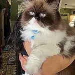 Cat, Felidae, Small To Medium-sized Cats, Carnivore, Whiskers, Fawn, Snout, Tail, Electric Blue, Furry friends, Balinese, Abdomen, British Longhair, Claw, Bag, Ragdoll, Fashion Accessory