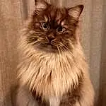 Cat, Felidae, Carnivore, Small To Medium-sized Cats, Whiskers, Fawn, Snout, Wood, British Longhair, Furry friends, Terrestrial Animal, Persian, Box