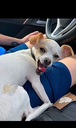 Name Chihuahua Dog Crash