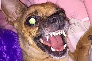 Name Chihuahua Dog Buttercup