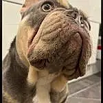 Dog, Carnivore, Dog breed, Companion dog, Whiskers, Fawn, Felidae, Bulldog, Wrinkle, Liver, Working Animal, Snout, Photo Caption, Collar, Dog Collar, Terrestrial Animal, Canidae, Font, Furry friends