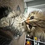Cat, Eyes, Felidae, Carnivore, Small To Medium-sized Cats, Whiskers, Fawn, Snout, Terrestrial Animal, British Longhair, Tail, Furry friends, Paw, Maine Coon, Claw, Persian, Comfort, Domestic Short-haired Cat