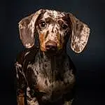 Brown, Dog, Dog breed, Carnivore, Liver, Fawn, Companion dog, Working Animal, Snout, Canidae, Terrestrial Animal, Metal, Sculpture, Hound, Art, Hunting Dog