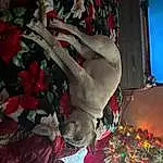 Plant, Human Body, Flower, Dress, Tree, Wall, Fawn, Art, Event, Room, Carmine, Furry friends, Tradition, Visual Arts, Toy, Flesh, Still Life Photography, Fictional Character, Linens, Holiday