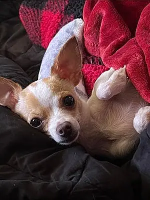 Name Chihuahua Dog Kiwi