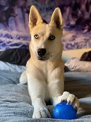 Name Husky Dog Athena