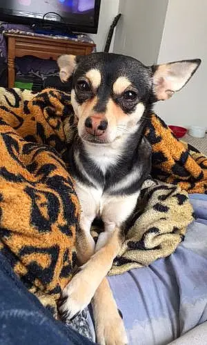 Name Chihuahua Dog Gypsy