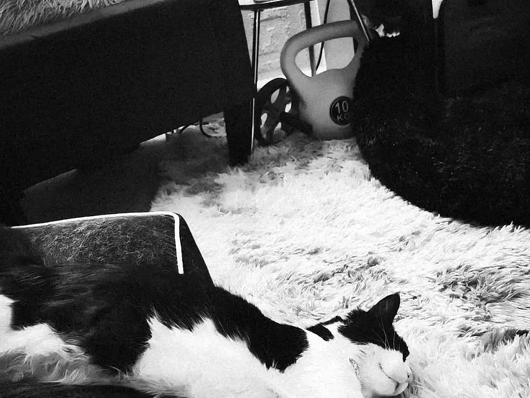 Cat, Photograph, White, Light, Felidae, Black, Carnivore, Black-and-white, Style, Small To Medium-sized Cats, Chair, Comfort, Whiskers, Monochrome, Black & White, Tints And Shades, Snout, Sky