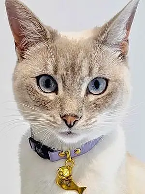 Name Siamese Cat Josie
