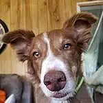 Head, Dog, Eyes, Dog breed, Carnivore, Ear, Whiskers, Working Animal, Companion dog, Fawn, Liver, Snout, Furry friends, Canidae, Door, Herding Dog, Wood, Ancient Dog Breeds, Puppy