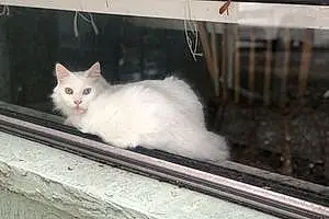 Name Turkish Angora Cat Bianca