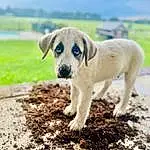 Dog, Carnivore, Sky, Dog breed, Fawn, Grass, Companion dog, Working Animal, Tail, Soil, Landscape, Tree, Street dog, Working Dog, Paw, Plant, Hunting Dog, Terrestrial Animal, Non-sporting Group