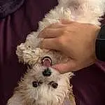 Head, Dog, Dog breed, White, Carnivore, Gesture, Companion dog, Sunglasses, Toy Dog, Canidae, Furry friends, Working Animal, Terrier, Maltepoo, Small Terrier, Puppy love, Hat, Bichon, Poodle Crossbreed