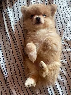 Name Pomeranian Dog Dash