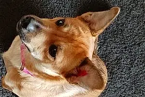 Name Chihuahua Dog Beauty