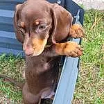 Brown, Dog, Dog breed, Carnivore, Liver, Fawn, Working Animal, Snout, Terrestrial Animal, Ear, Companion dog, Plant, Canidae, Hound, Hunting Dog, Biting, Pet Supply, Comfort
