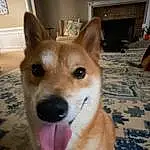 Dog, Dog breed, Carnivore, Whiskers, Companion dog, Fawn, Collar, Herding Dog, Snout, Dog Supply, Dingo, Canidae, Welsh Corgi, Furry friends, Tail, Spitz, Terrestrial Animal, Working Animal