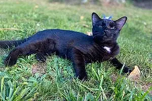 Name Siamese Cat Hades