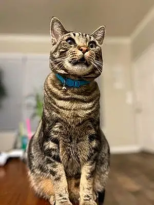 Name Tabby Cat Jasper