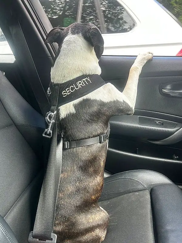 Car, Vehicle, Dog, Vroom Vroom, Car Seat Cover, Steering Wheel, Carnivore, Personal Luxury Car, Automotive Exterior, Automotive Design, Vehicle Door, Steering Part, Tints And Shades, Head Restraint, Car Seat, Auto Part, Window, Family Car, Companion dog, Comfort
