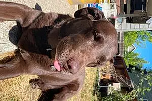 Name Labrador Retriever Dog Gus