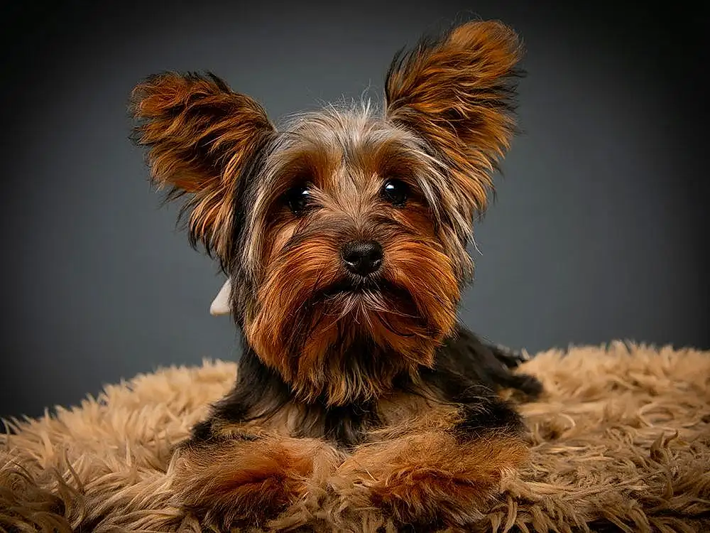 Dog, Carnivore, Dog breed, Liver, Companion dog, Fawn, Working Animal, Snout, Close-up, Canidae, Water Dog, Wood, Dog Supply, Toy Dog, Small Terrier, Biewer Terrier, Terrier, Furry friends