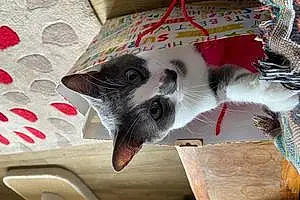 Name British Shorthair Cat Barney