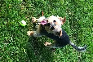 Yorkshire Terrier Dog Tilly