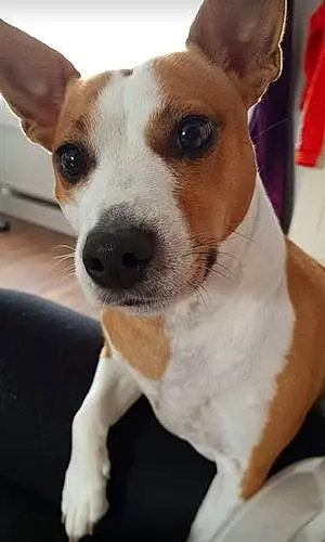 Name Jack Russell Dog Lilly