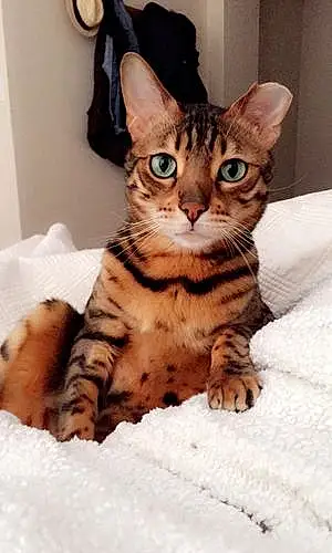 Name Bengal Cat Kyo