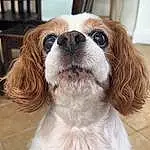 Head, Dog, Eyes, Dog breed, Carnivore, Liver, Whiskers, Companion dog, Fawn, Snout, King Charles Spaniel, Spaniel, Furry friends, Door, Gun Dog, Canidae, Toy Dog, Cavalier King Charles Spaniel, Working Animal