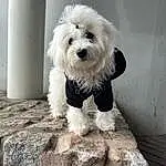 Dog, Dog breed, Carnivore, Companion dog, Toy Dog, Dog Supply, Snout, Small Terrier, Dog Clothes, Terrier, Canidae, Furry friends, Maltepoo, Puppy love, Puppy, Poodle Crossbreed, Non-sporting Group, Labradoodle, Tibetan Terrier