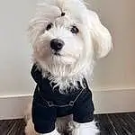 Dog, Dog breed, Dog Supply, Carnivore, Companion dog, Dog Clothes, Toy Dog, Snout, Small Terrier, Terrier, Canidae, Firefighter, Furry friends, Water Dog, Maltepoo, Working Animal, Puppy love, Puppy, Biewer Terrier